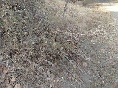 lessingia filaginifolia